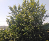 коттедж 60 кв м Аргунская улица